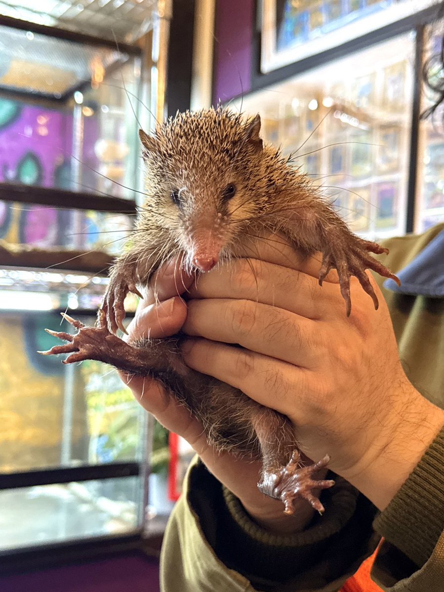 パライゾ アニマルショップ+cafe&bar tweet media