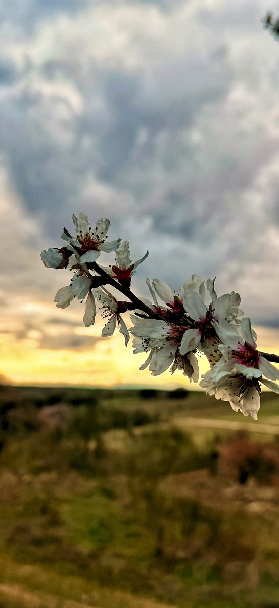 maca1972's tweet photo. Primavera eres tú. #flores https://t.co/sM5DGaNmzt