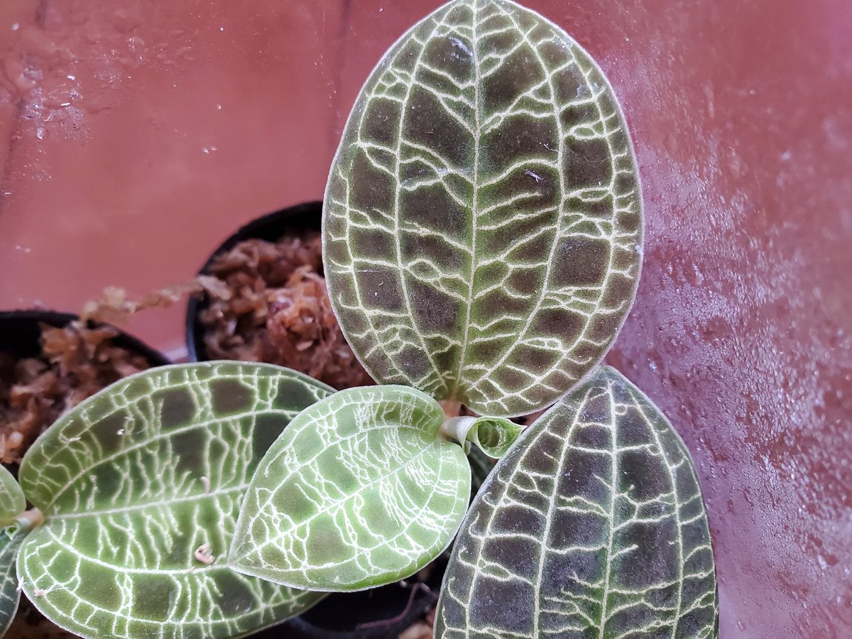 自然探索部@4/12 SB tweet media