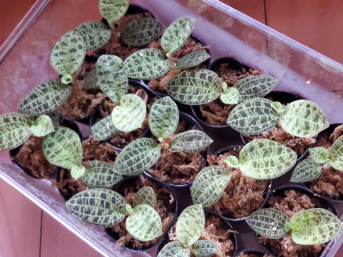 自然探索部@4/12 SB tweet media