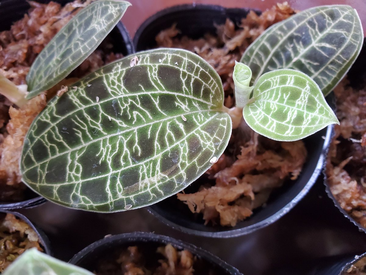 自然探索部@4/12 SB tweet media