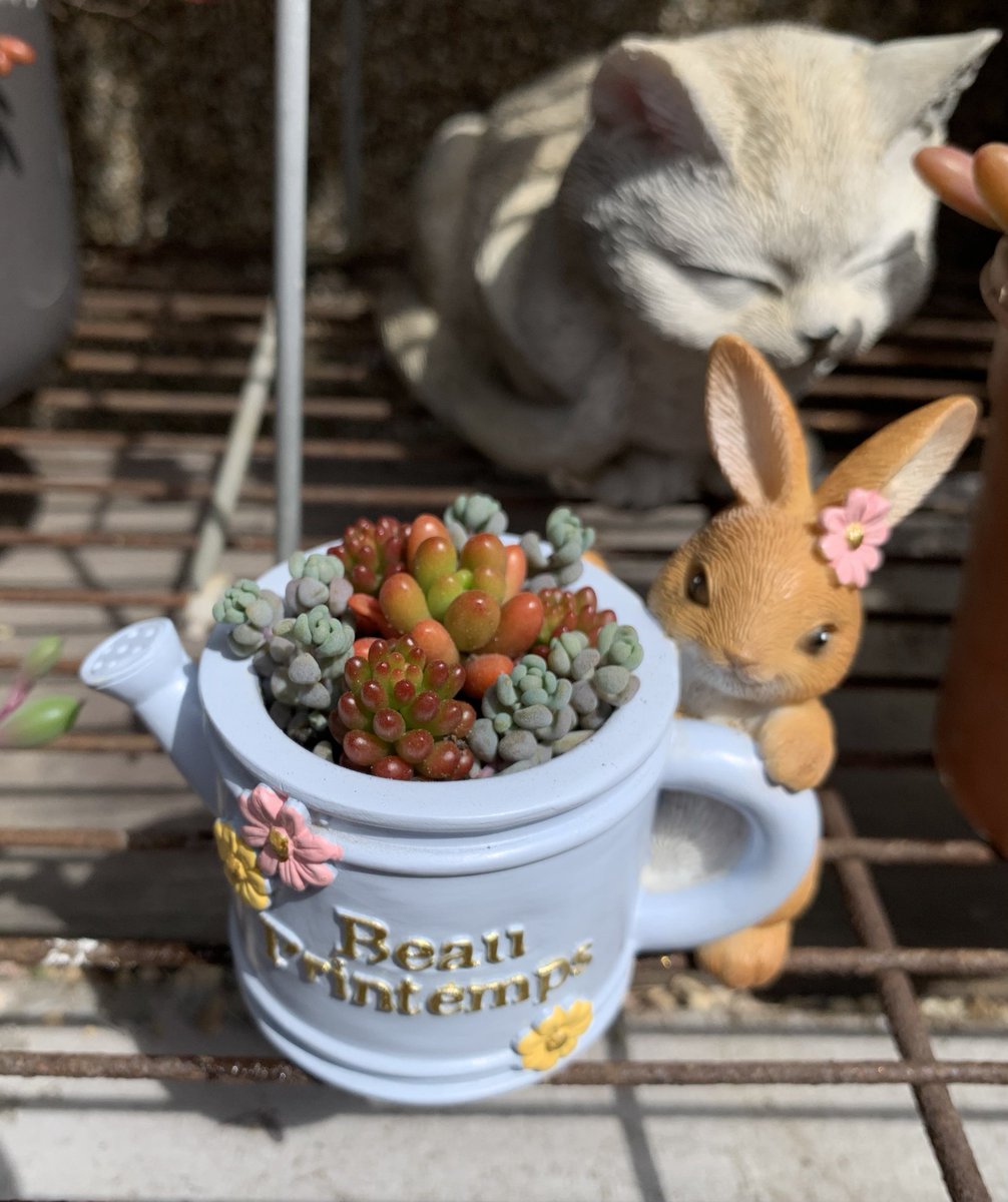 🔴🔴かわいい✨さきゅれんと🐱🌸🔴🔴

みんな見て🙋‍♀️✨
お花屋さんで買ってきた新しい多肉ちゃん達を植え植えしたよ🥰

多肉ちゃん見せるの2回目になるかな🐱

新しいうさぎちゃんの入れ物も一緒に買ってやったよ🙆‍♀️☀️🌸

これはほんの一部で、まだまだたくさん多肉ちゃんあるんだ☺️✨