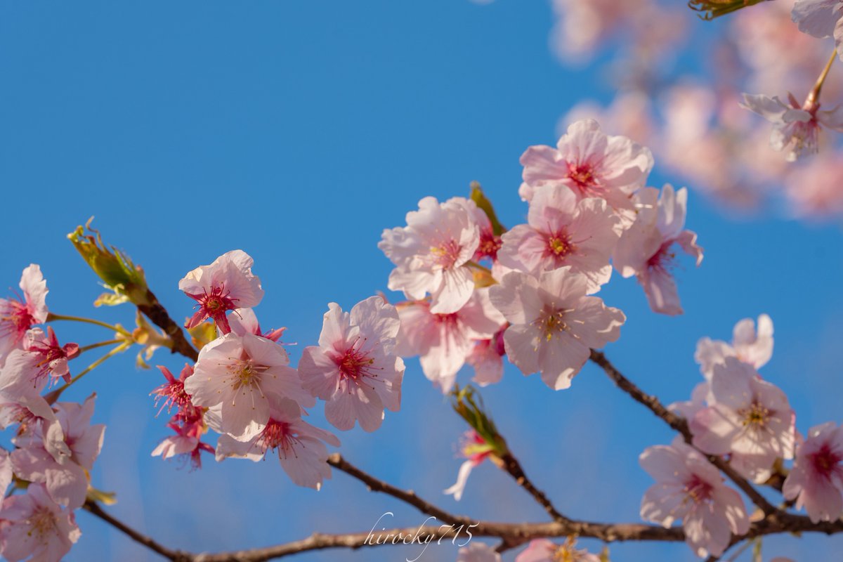 ヒロキ tweet media