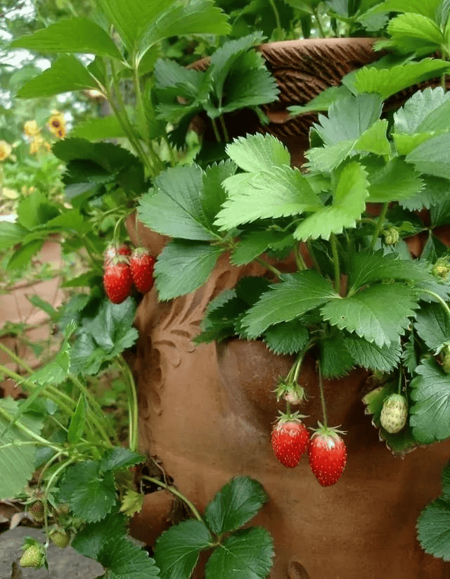 Lourdes Han tweet media