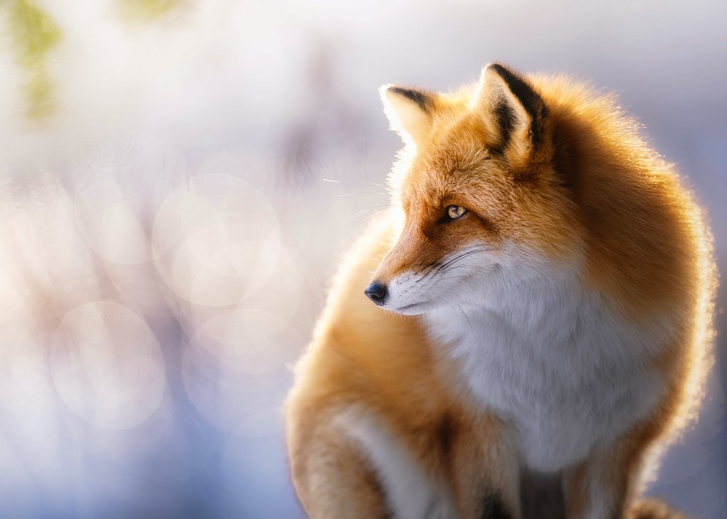 mendy_hokkaido's tweet image. 日に日に春めいてきた柔らかな日差しがその輪郭を優しく縁取る
僕が大好きなとっておきの瞬間

今年も春までもう少し🌸

#北海道 #SonyAlpha 
#tokyocameraclub