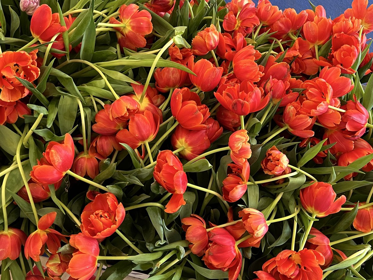 IWoolfMoonRose 🜲 The Rose Broke girl 🜲 울프문로즈 tweet media