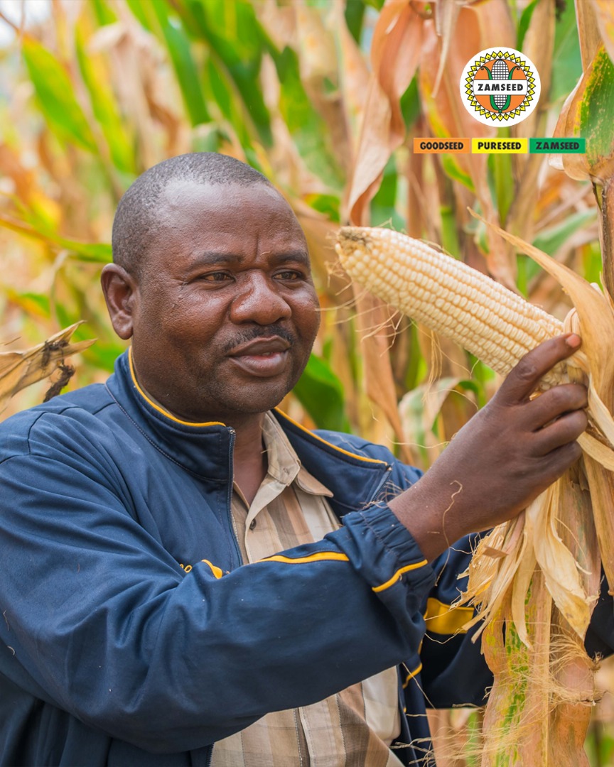ZamseedTZ's tweet photo. Zamseed Ni Kiboko ya Mavuno! 

Ni mbegu bora za kuaminika na kila mkulima mwenye shauku ya kuvuna kwa wingi.

Zamseed inakupa uhakika wa mavuno na thamani ya kweli.

Panda Zamseed, mali yenyewe ya mkulima wa kisasa.

#zamseedtanzania #pureseed #goodseed https://t.co/DWQOp71fI3