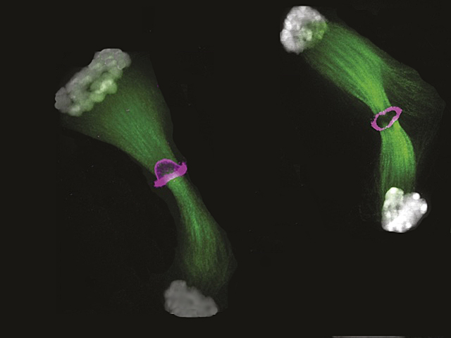 BPoD_s's tweet photo. Enzyme MOS is key to successful meiosis

📷 Gisela Cairo &amp; Muhammad A. Haseeb et al @GeiselMed in @J_Cell_Sci 
➡️ https://t.co/JHl7BwQvr4 https://t.co/TpgcVWfCZk