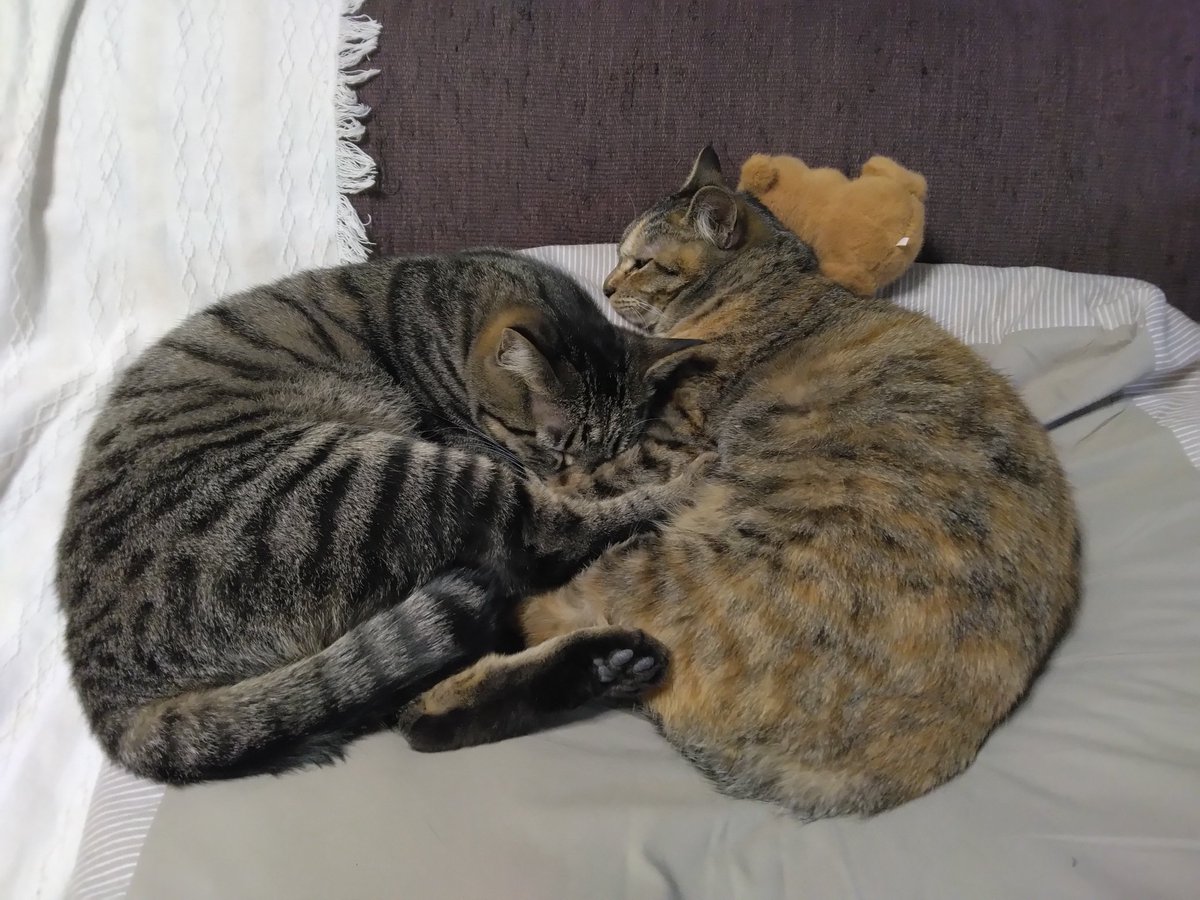 純akaサバイバー tweet media