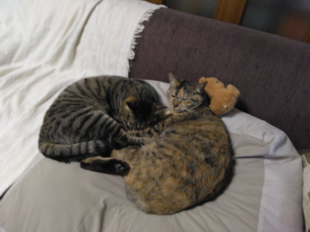 純akaサバイバー tweet media