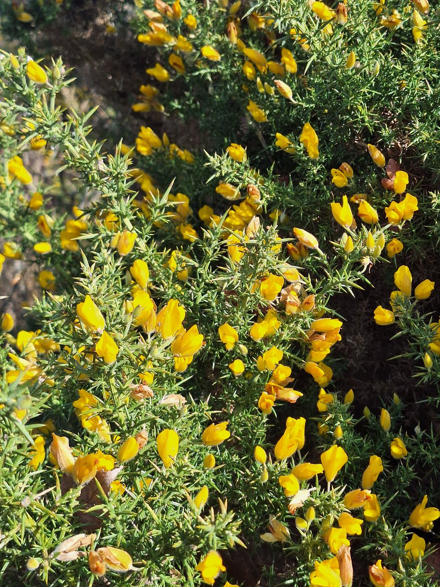 MIP34 Ⓥ💚🦉🦔🦊🦝🦌🕊🌈🇪🇺💙 tweet media