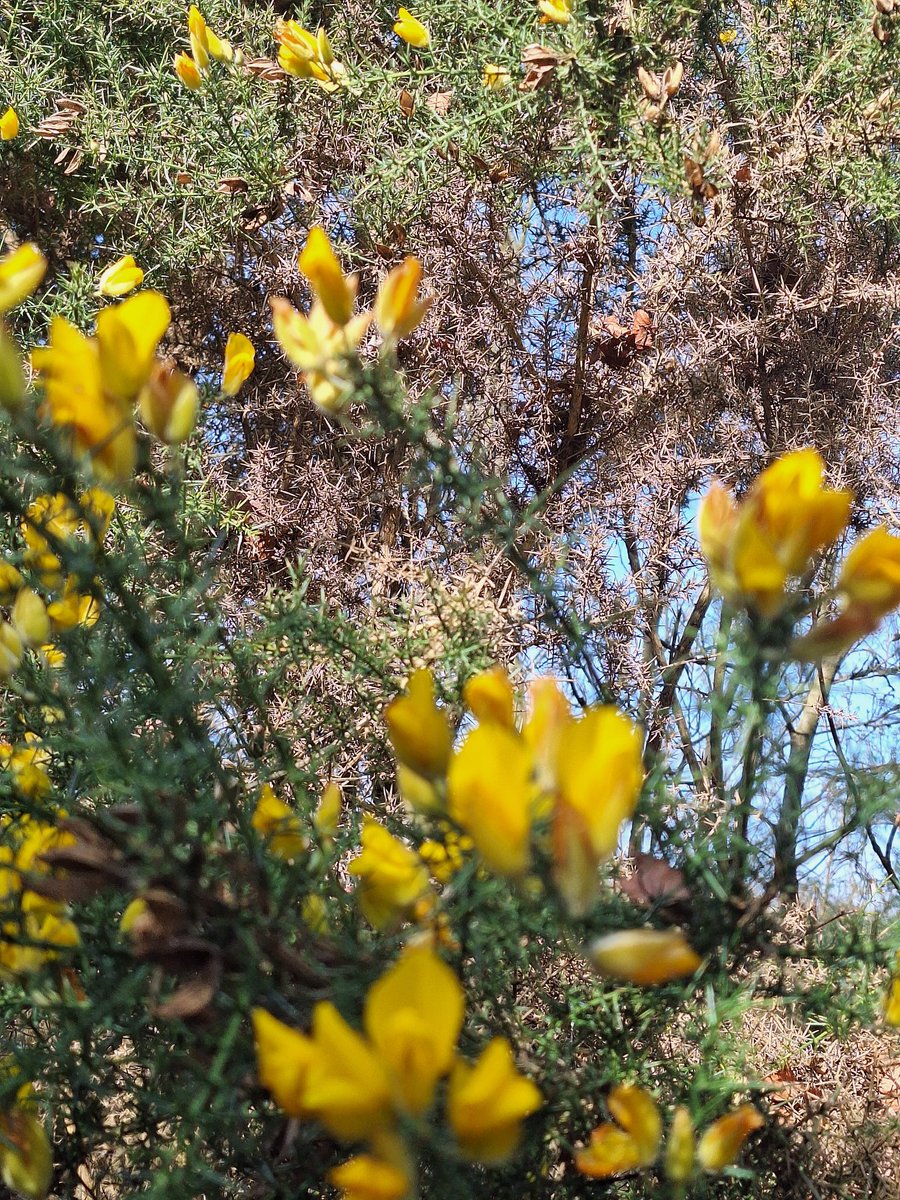 MIP34 Ⓥ💚🦉🦔🦊🦝🦌🕊🌈🇪🇺💙 tweet media