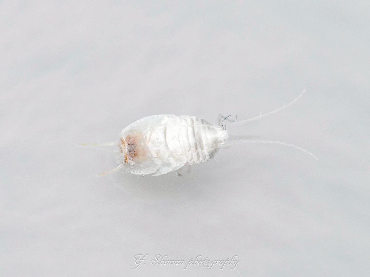 しみず（虫撮る人） tweet media