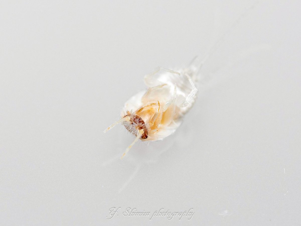 しみず（虫撮る人） tweet media