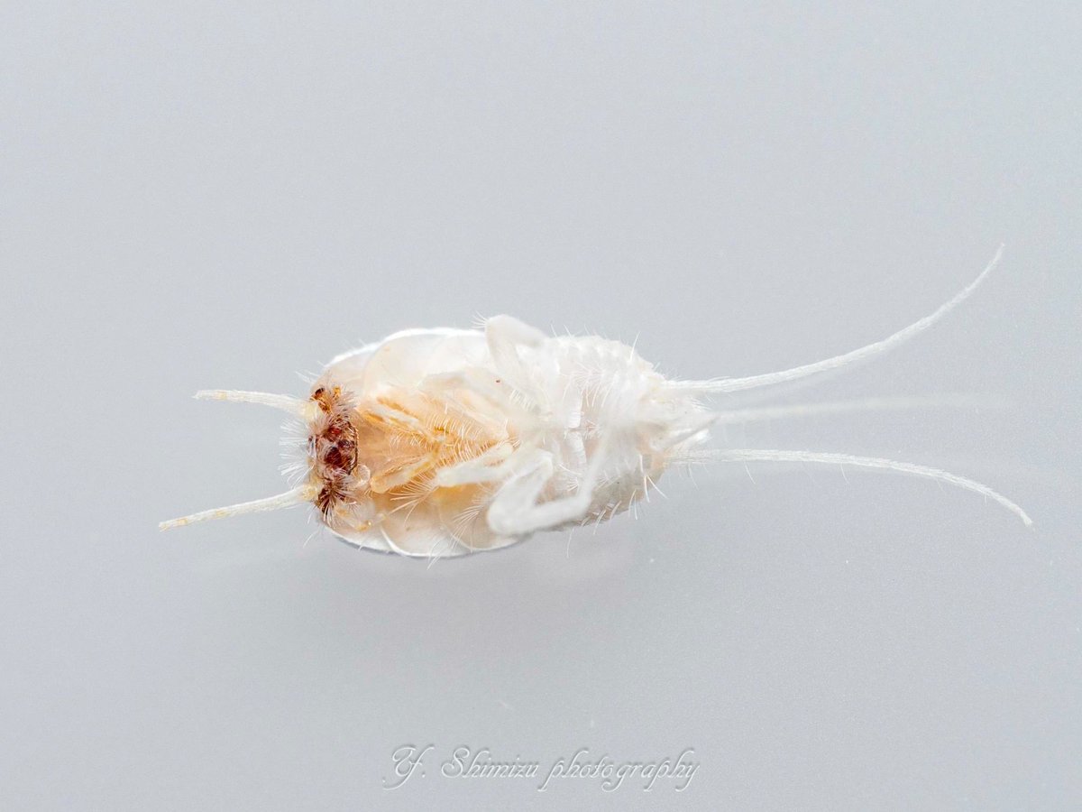 しみず（虫撮る人） tweet media