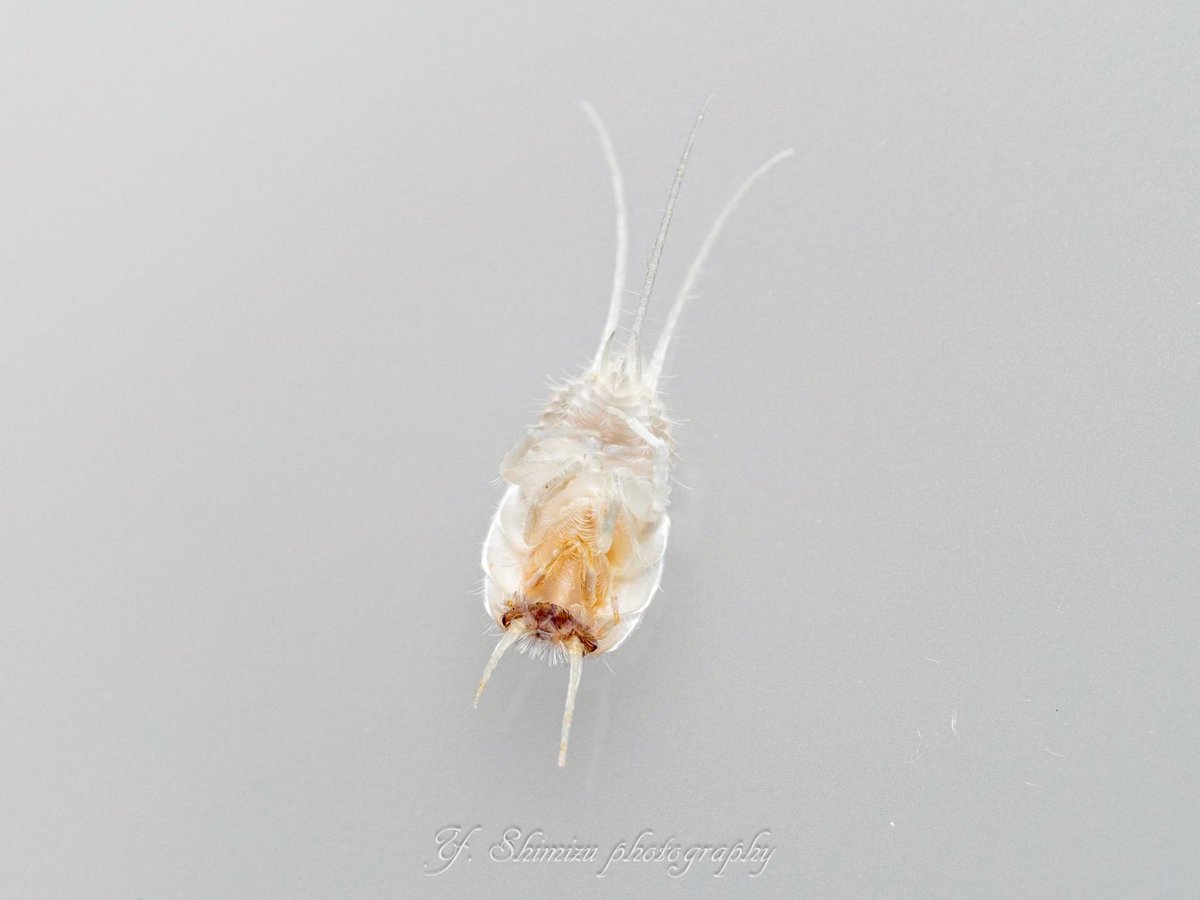 しみず（虫撮る人） tweet media