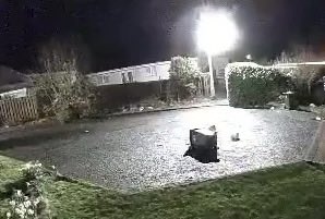 Ali Wilson tweet media