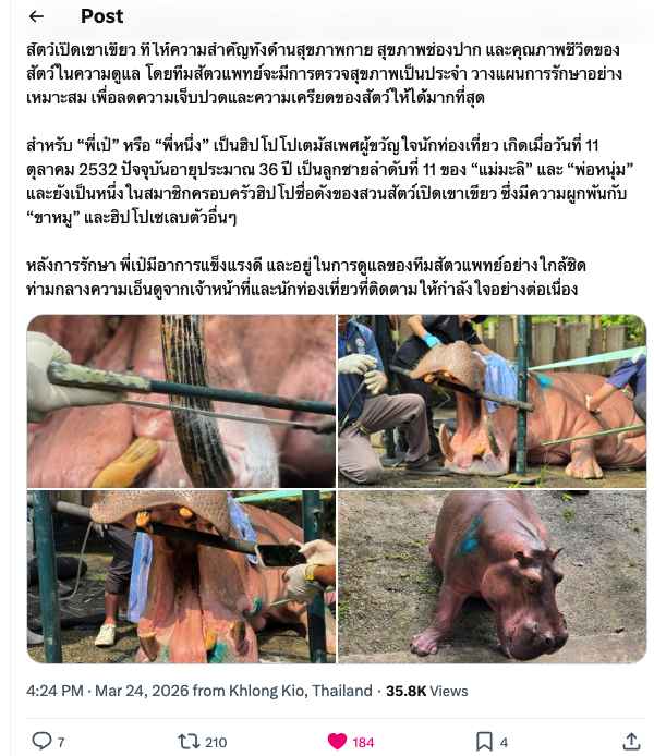 Whale 鲸鱼 .,. tweet media