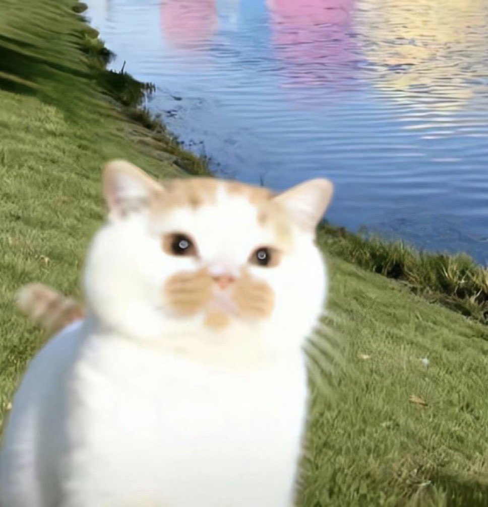 기니핑 tweet media