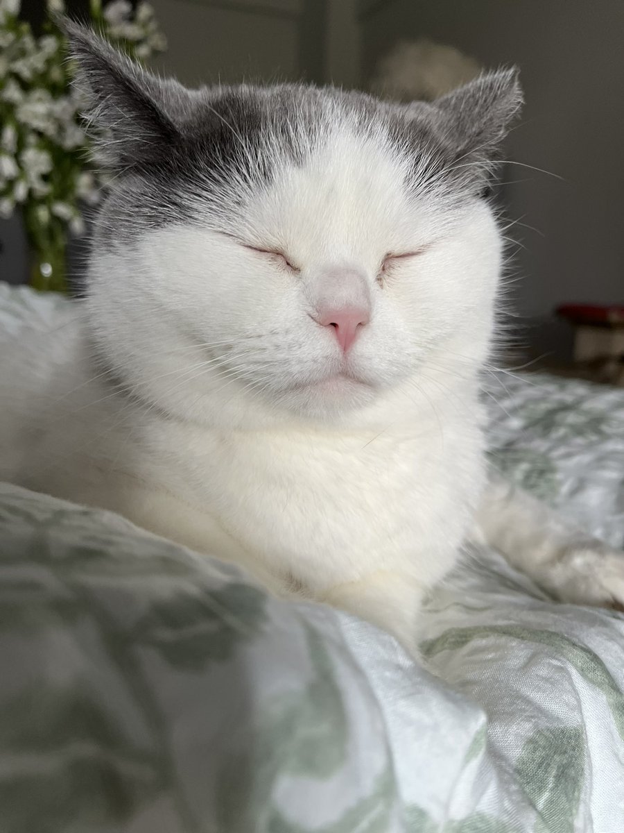 tiny pretty snake tweet media