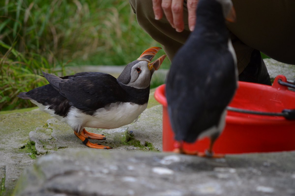 Honza Homolka 🦥 tweet media