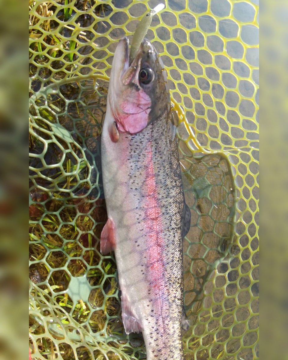 ロブルアー roblure tweet media