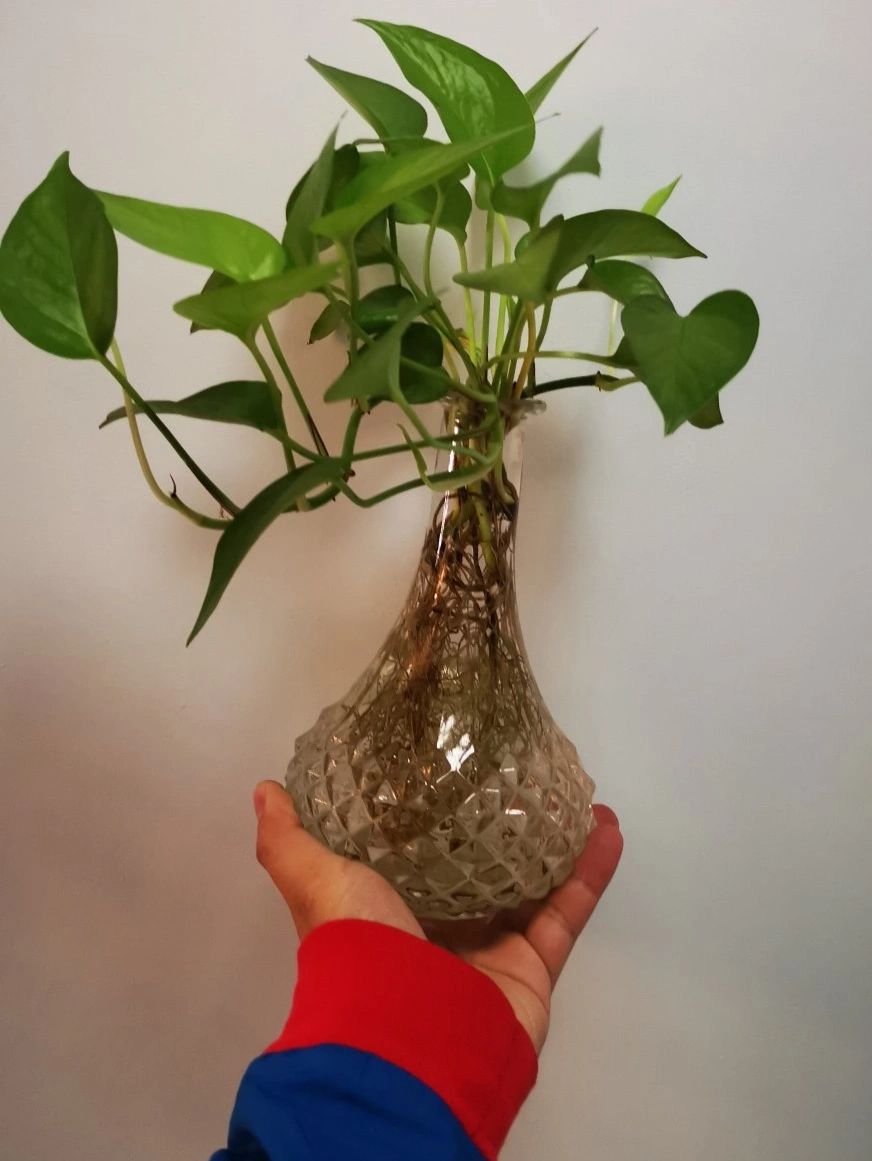 edward carrillo tweet media