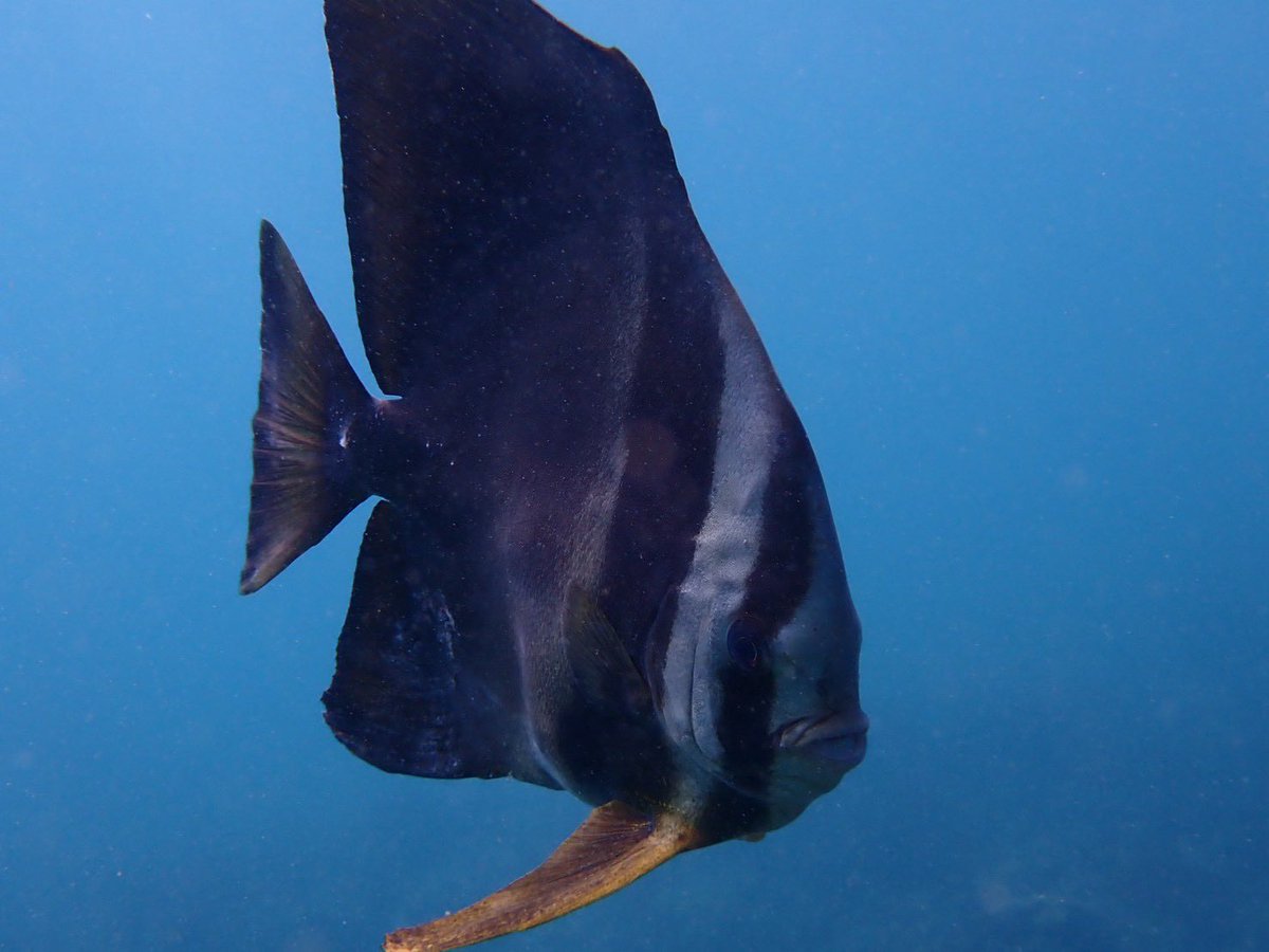 らずろ tweet media