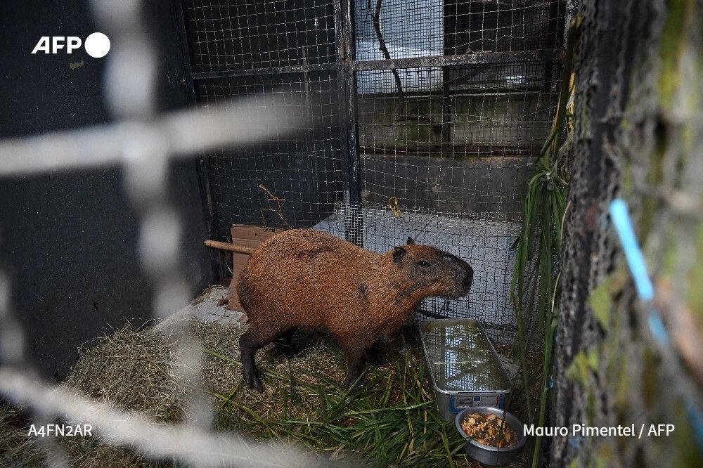 AFP News Agency tweet media