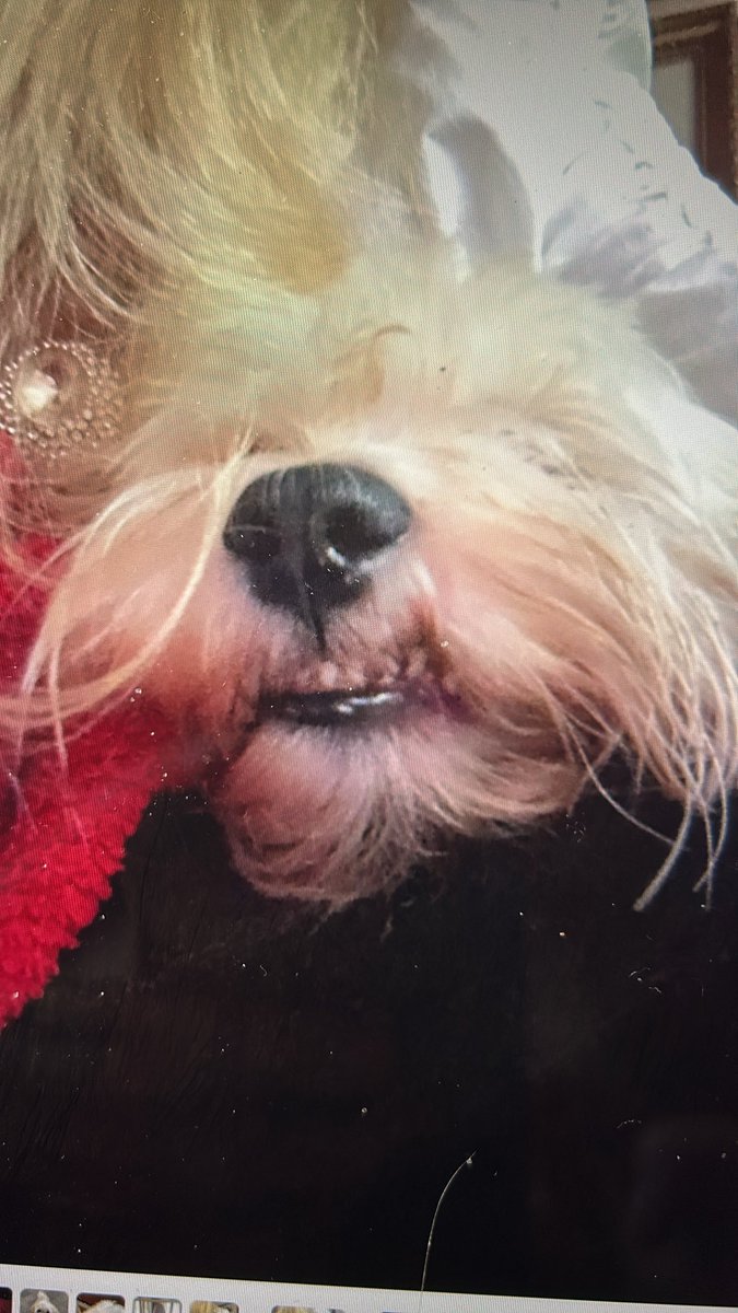 Marie und Teddy 🐾♥️🐾 🧸🐶 tweet media