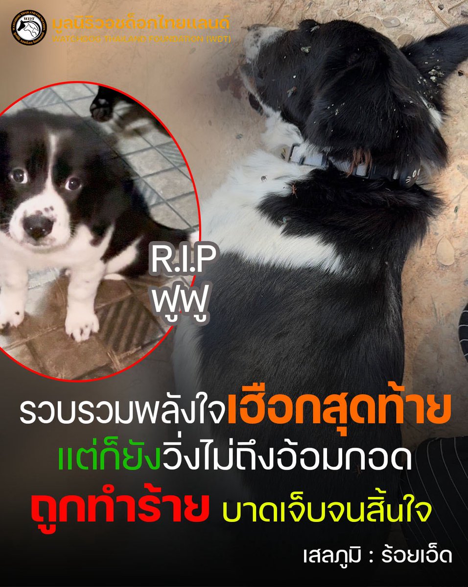 Watchdog Thailand Foundation tweet media
