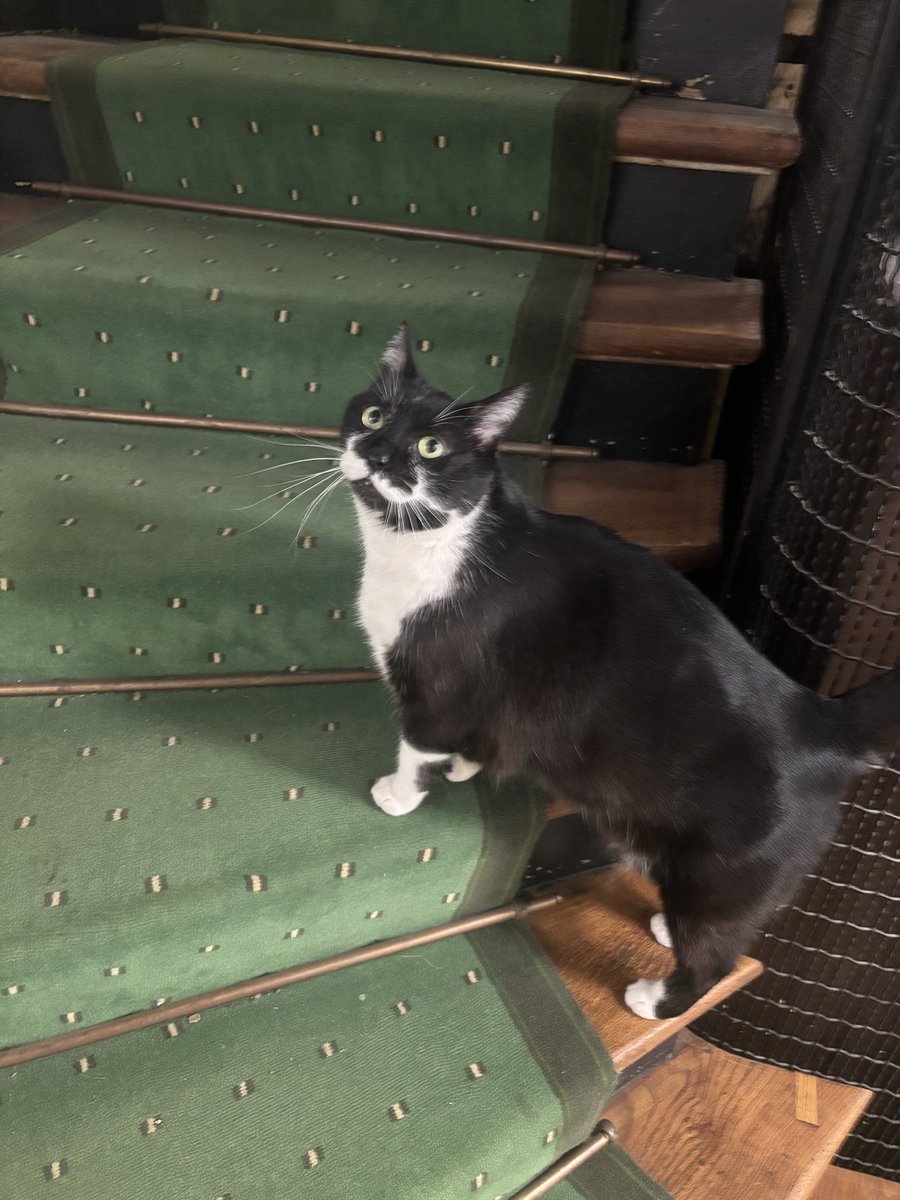 Marc-Antoine FREE FREE PALESTINE tweet media