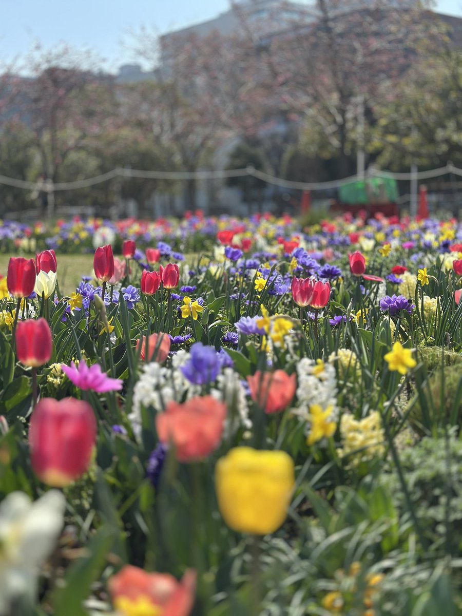 Allishflower's tweet photo. みなとみらいから山下公園まで、色とりどりの花を眺めながらのおさんぽコース。
春らしい穏やかな日差しを浴びて、リフレッシュできました。

4月のワークショップ打合せも密かに進行中…まもなく情報解禁となります。
もう少しお待ちください🌷🌷🌷

#山下公園　#チューリップ https://t.co/1fKa155DRB