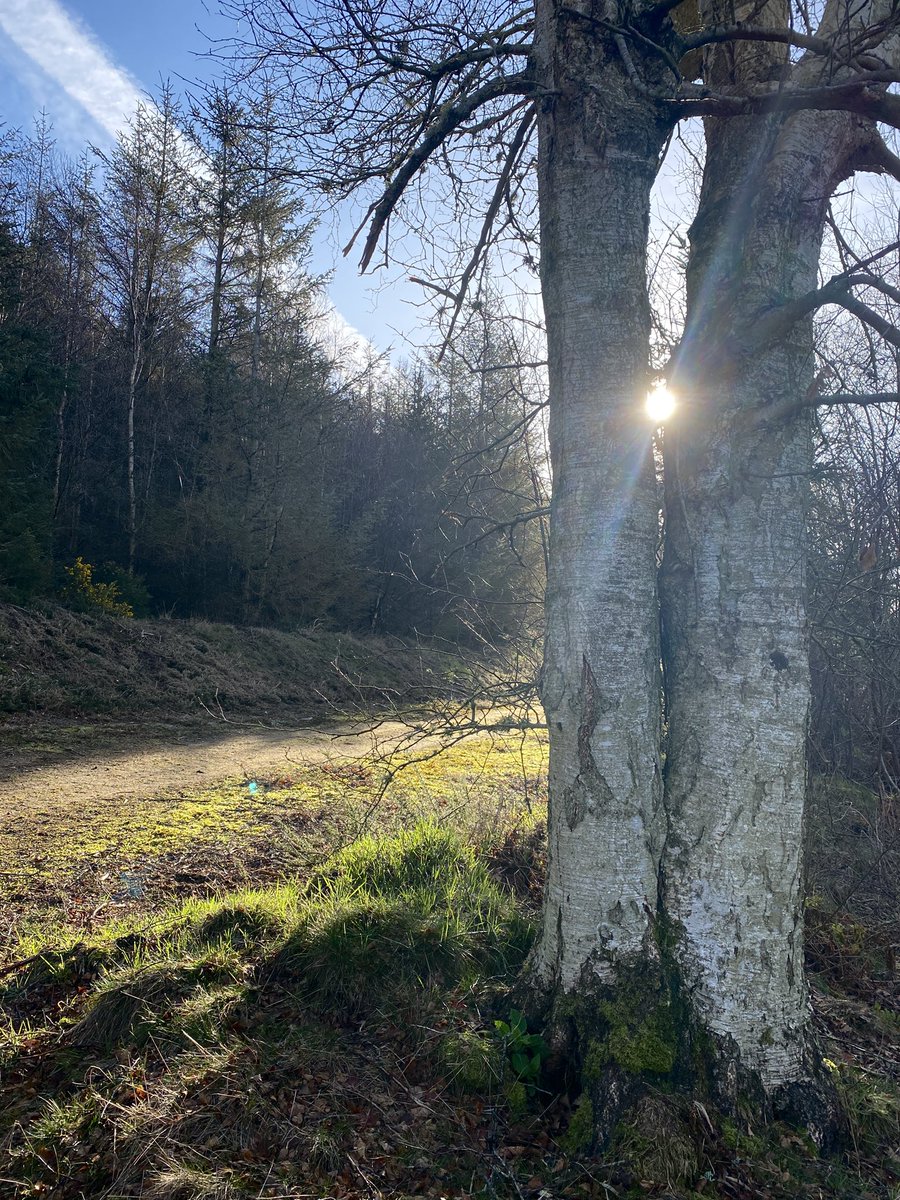 Ailish Sinclair tweet media