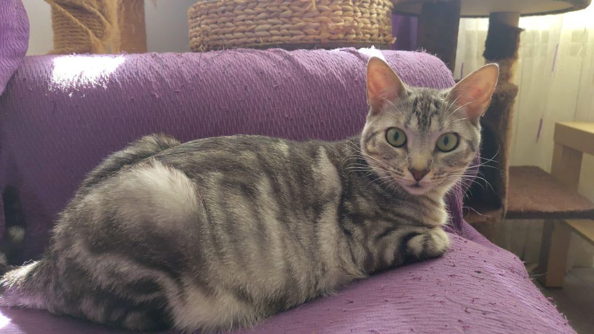 Felinos lo Morant tweet media