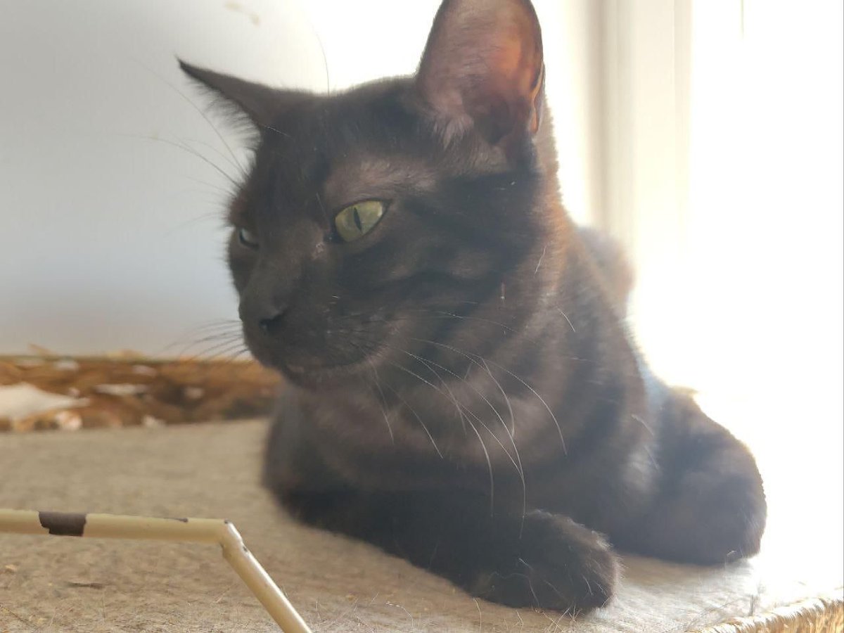 Felinos lo Morant tweet media