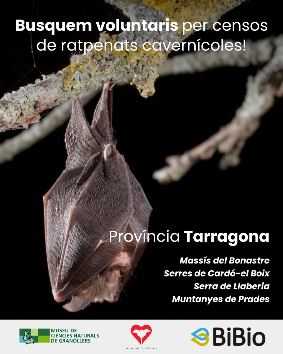 Programa de Seguiment de Ratpenats tweet media