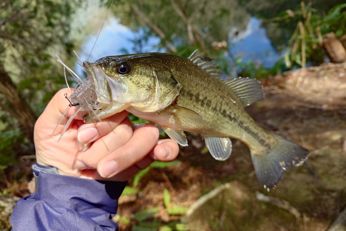 レジェーラ青木 tweet media