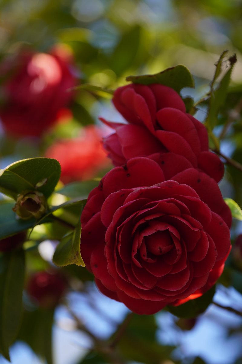 jerritama🐈🐟🐈 tweet media