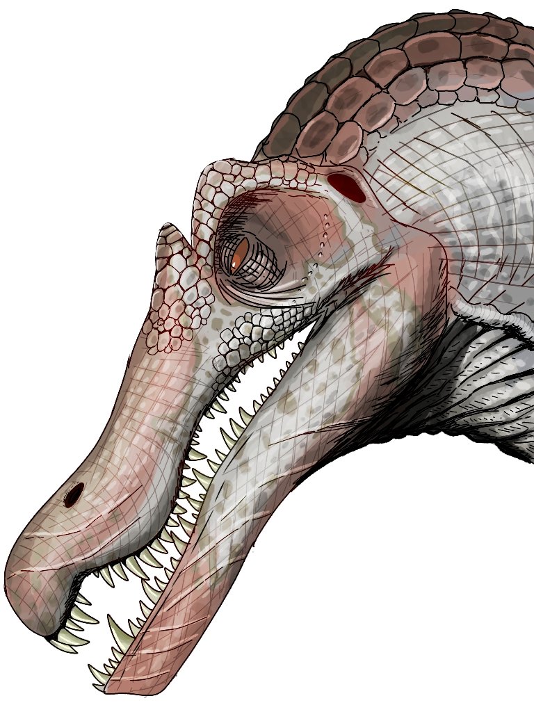 ディゼッタ tweet media