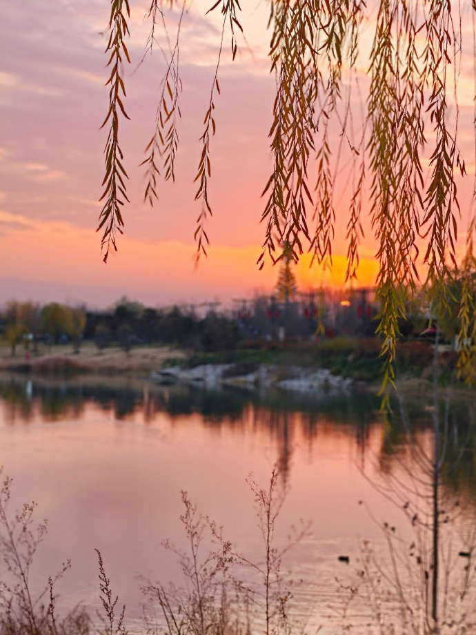 shamima mahamad tweet media