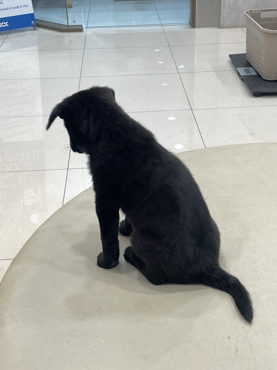 알베르 까뮈 tweet media