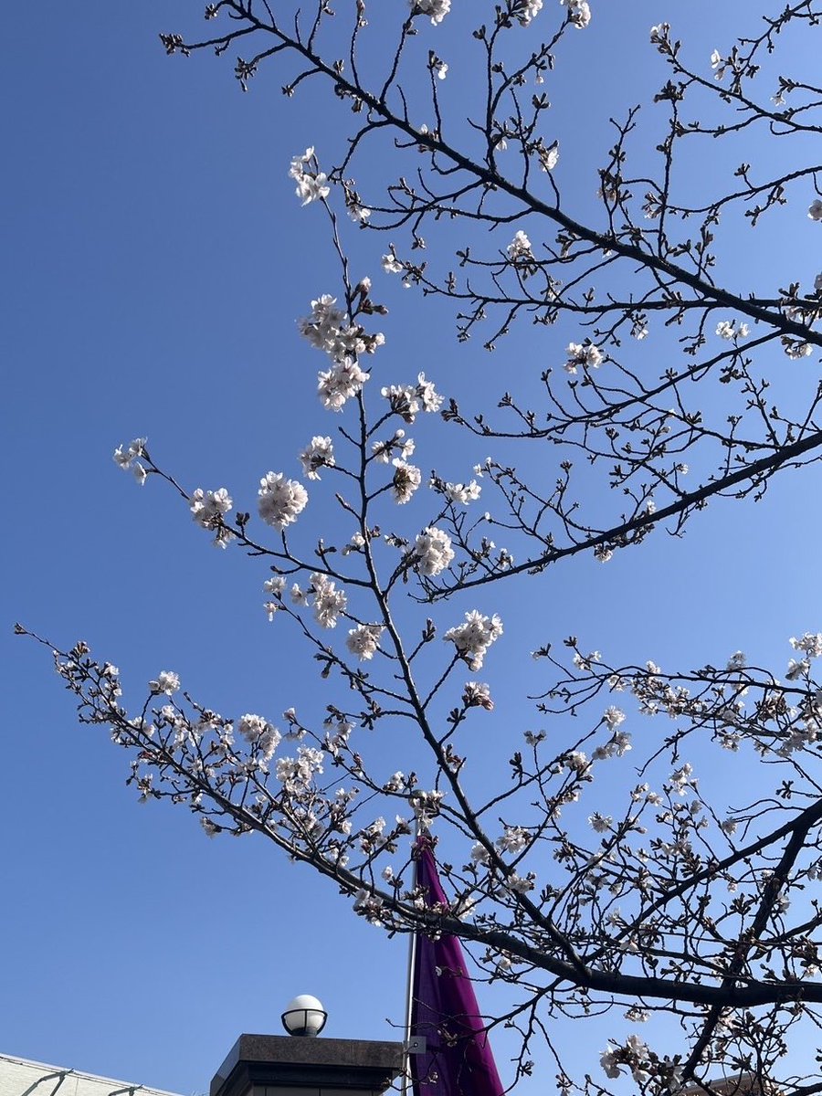 ブラックシープ tweet media