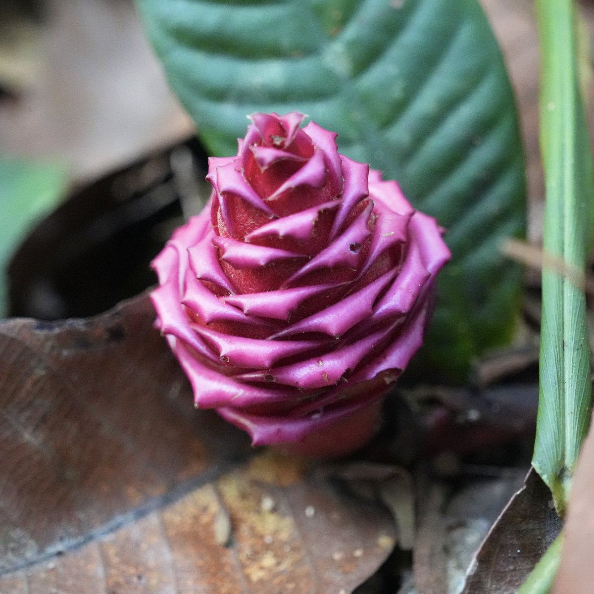 Yuki Kanie 🌿 蟹江侑生 tweet media