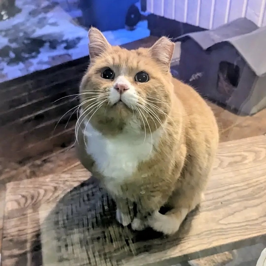 jojosfart tweet media