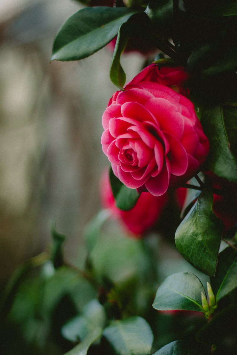 motoki endo tweet media