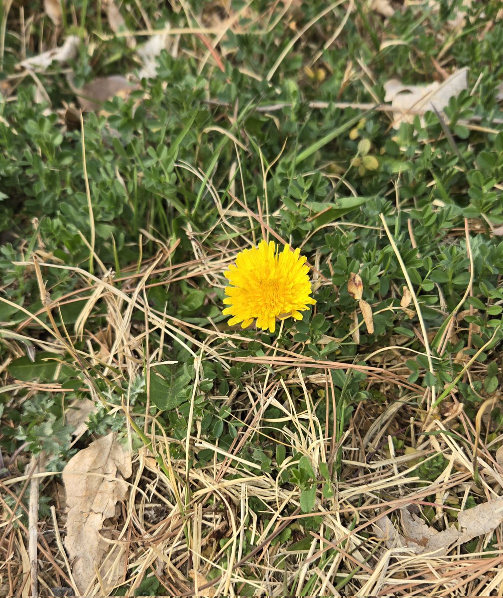 꿀곰. 병원 가는 길에 본 민들레 볼래?
보여주고 싶어서 찍어 왔어. 이쁘지