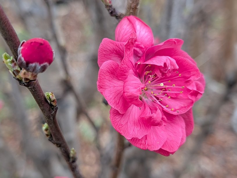 イルカ tweet media