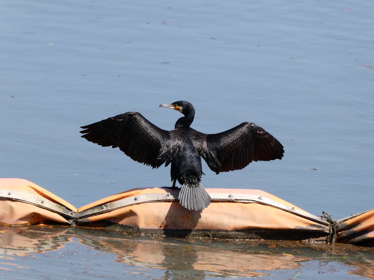 風゜太郎 … 済度し難い　(-_-;) tweet media