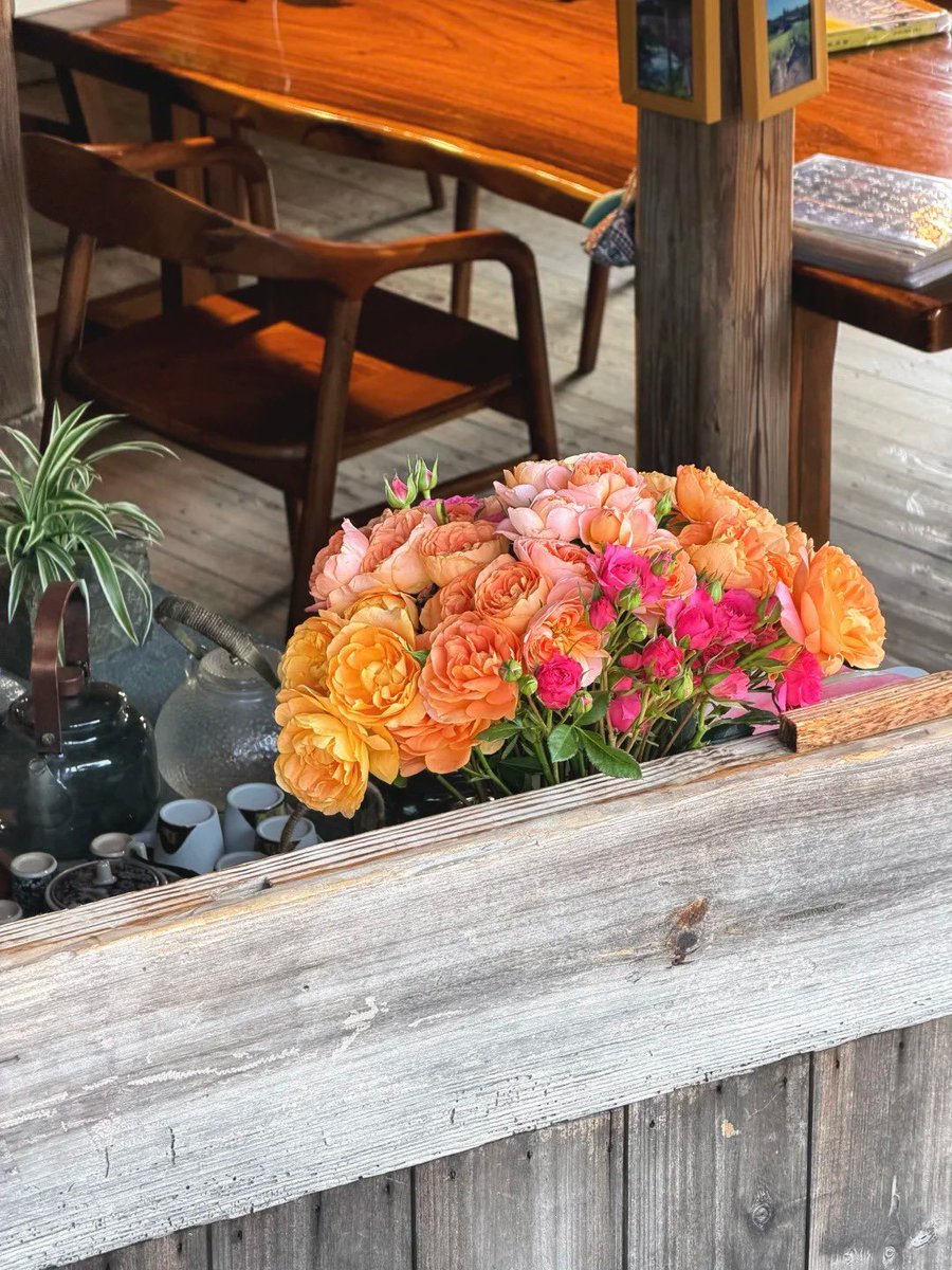 yao1551020's tweet image. living that spring kitten life: 10% zoomies, 90% sunbeams and flower sniffing 🐱🌸
 #catsofinstagram #hellospring